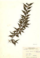 藏品(能高山茶)的圖片